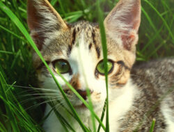 Scientists Confirmed That Cat Lovers Will Live Longer Than Others