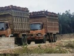 Diduga Pengusaha Bernama Marpaung, Pasok TBS Dari TNTN Ke PT SAM, Instansi Terkait Didesak Audit PT SAM