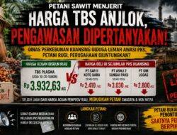 PKS Beli TBS Murah, Petani Rugi Besar: Ada Apa dengan Pengawasan Dinas Perkebunan Kuansing?