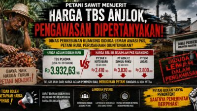 PKS Beli TBS Murah, Petani Rugi Besar: Ada Apa dengan Pengawasan Dinas Perkebunan Kuansing?