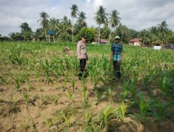Wujud dukungan Polri untuk petani, Polsek Cerenti pantau tanaman jagung di Cerenti