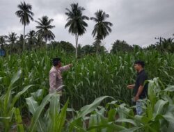 Dukung Ketahanan Pangan Nasional, Polsek Cerenti Rutin Pantau Lahan Jagung BUMDes