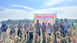 Polsek Cerenti Bersama BUMDes Telaga Biru Optimalkan Ketahanan Pangan Melalui Panen Raya Jagung