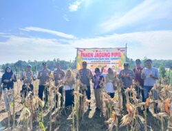 Polsek Cerenti Bersama BUMDes Telaga Biru Optimalkan Ketahanan Pangan Melalui Panen Raya Jagung