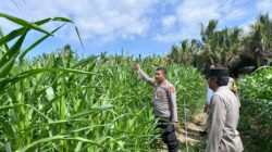 Komitmen Dukung Ketahanan Pangan, Kapolsek Cerenti Tinjau Lahan Jagung BUMDes Desa Sikakak