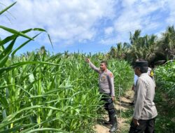 Komitmen Dukung Ketahanan Pangan, Kapolsek Cerenti Tinjau Lahan Jagung BUMDes Desa Sikakak