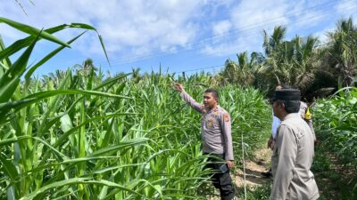 Komitmen Dukung Ketahanan Pangan, Kapolsek Cerenti Tinjau Lahan Jagung BUMDes Desa Sikakak