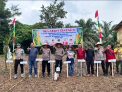 Perkuat Ketahanan Pangan Nasional, Polsek Cerenti Hadiri Penanaman Jagung Pipil BUMDes Maju Bersama Desa Pesikaian