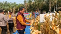 Dukung Asta Cita Presiden, Panen Raya Jagung di Sikakak Hasilkan 1 Ton