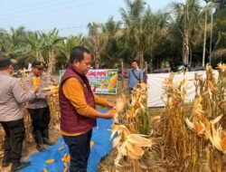 Dukung Asta Cita Presiden, Panen Raya Jagung di Sikakak Hasilkan 1 Ton