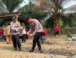 Dukung Asta Cita, Polsek Pangean dan Masyarakat Tanam Jagung Pipil di Sukaping