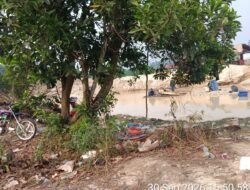 PETI Stingkai Marak di Muara Lembu, Lokasi Hanya Hitungan Menit dari Polsek Singingi 